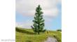 Noch 20193 - NOCH Master-Baum Fichte
