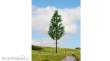 Noch 20196 - NOCH Master-Baum Hochstammfichte