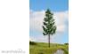 Noch 20197 - NOCH Master-Baum Hochstammfichte