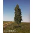 Silhouette 213-52 - Pappel Sommer TT/H0 17-22cm