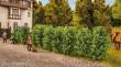 Noch 21547 - Thuja Hecke