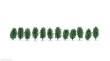 Noch 21547 - Thuja Hecke