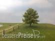 Silhouette 220-61 - Buche Frühling N/Z/TT 8cm 2 Stück