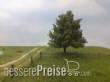 Silhouette 220-63 - Buche Frühherbst N/Z/TT 8cm 2 Stück