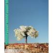 Silhouette 226-11 - Apfelbaum Frühling TT/H0 ca.10-13cm