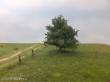 Silhouette 226-62 - Apfelbaum Sommer N/Z/TT 8cm 2 Stück