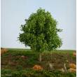 Silhouette 230-61 - Ahorn/ Maple Z/N/TT 8cm Frühling/ spring