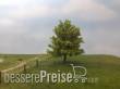 Silhouette 233-61 - Platane Frühling N/Z/TT 8cm 2 Stück