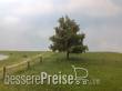 Silhouette 233-63 - Platane Frühherbst N/Z/TT 8cm 2 Stück