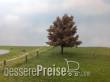 Silhouette 233-64 - Platane Spätherbst N/Z/TT 8cm 2 Stück