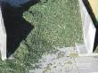 Juweela 23476 - 1:32 Maissilage grün, 400g