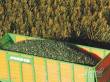 Juweela 23476 - 1:32 Maissilage grün, 400g