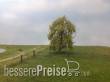 Silhouette 240-61 - Trauerweide Frühling N/Z/TT 8cm 2 Stück