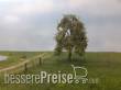 Silhouette 240-63 - Trauerweide Frühherbst N/Z/TT 8cm 2 Stück