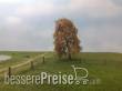 Silhouette 240-64 - Trauerweide Spätherbst N/Z/TT 8cm 2 Stück