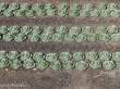 Juweela 24238 - 1:45/50 Kopfsalat, 240x
