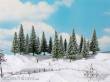 Noch 24681 - Schneetannen