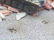Juweela 27177 - 1:72 FLEXYWAY Pflasterstraße Altstadt Kopfstein 1x Gerade