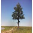 Silhouette 276-000-2 - Tanne Halbhoch Sommer 0/1/2 30-34cm