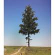 Silhouette 279-000-0 - Fichte Halbhoch Sommer 0/1/2 20-24cm