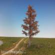 Silhouette 279-09 - Lärche Winter Winter TT/H0 ca.8cm 2 Stück