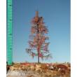 Silhouette 279-40 - Lärche Winter TT/H0 12-16cm