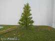 Silhouette 279-61 - Lärche/ Larch NZ Z/N/TT/H0 8cm Frühling/ spring