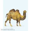 Preiser 29506 - Kamel