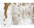 Tamiya 300087119 - Texturfarbe Schnee/Weiss 100ml Diorama
