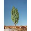 Silhouette 313-42 - Pyramidenpappel Sommer 0/1/2 ca. 45 cm