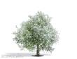Busch 3651 - Apfelbaum 75 mm, blühend
