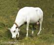 Royal Model RM747 - Cow standing