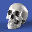 Royal Model RM853 - Skulls