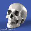 Royal Model RM913 - Skulls (90mm)