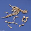 Royal Model RM1048 - Cow skeleton n.3