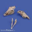 Royal Model RM1050 - Horse skulls