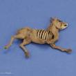 Royal Model RM1068 - Donkey carcass
