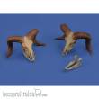 Royal Model RM1052 - Mufflon skulls 3D printed