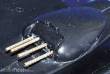 Eduard Accessories 48383 - P-61 Black Widow Exterior in 1:48