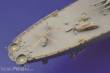 Eduard Accessories 53011 - New Jersey Für Tamiya Bausatz in 1:350