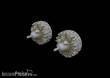 Eduard Accessories 672242 - B-26 Marauder engines for Eduard/Hasegawa in 1:72