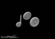 Eduard Accessories 672341 - 1/72 Bf 109G-2/G-4 wheels for bulged wings PRINT 1/72