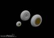 Eduard Accessories 634028 - 1:32 Hawk 81-A2 LööKplus 1/32