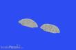 Eduard Accessories 644119 - Z-126 Trener LööK for EDUARD in 1:48