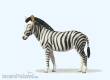 Preiser 47529 - 1:25 Zebra