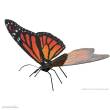 Metal Earth 502411 - Metal Earth: Monarch