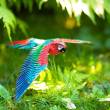 Metal Earth 502826 - Metal Earth: Iconx Parrot