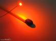 Schönwitz 50475 - LED SMD 0402 orange / amber (Abgabe in 10er-Mengen)