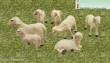 Prehm-Miniaturen 550702 - Art.-Nr. 550702 - 6 Schafe im Set