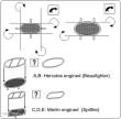 Brengun BRL32002 - Intake guards RAF (air-intake meshes)